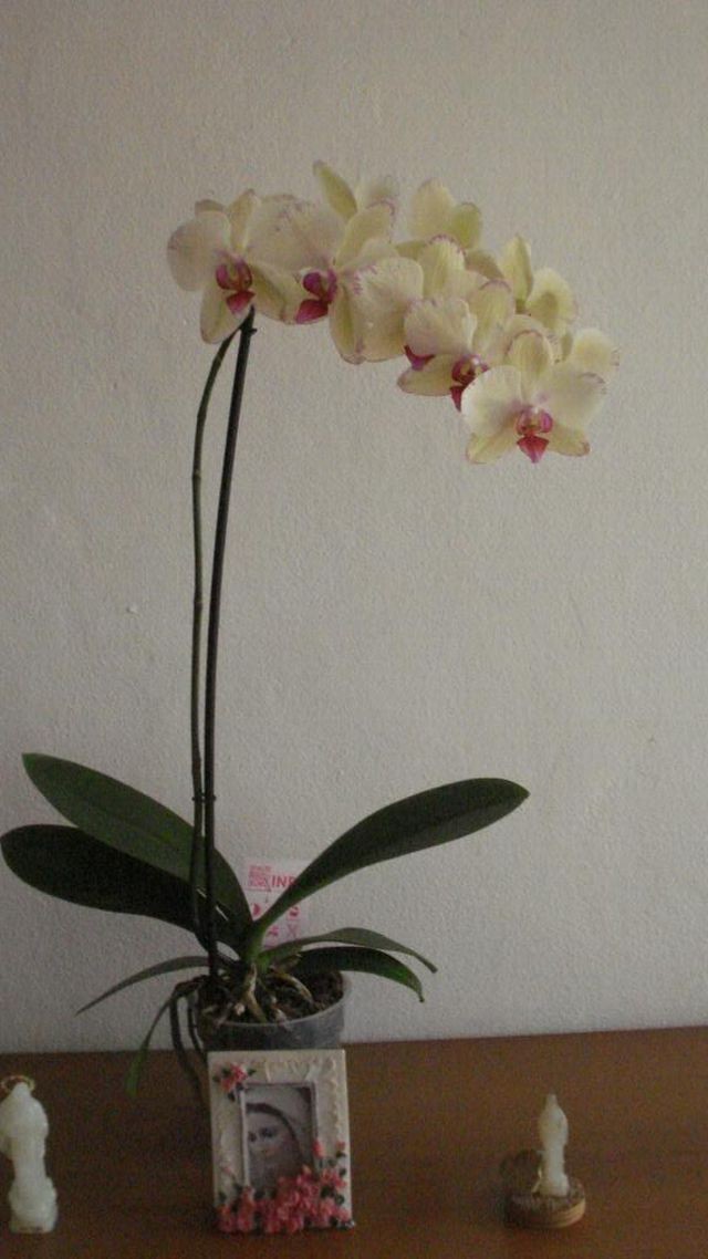 Orhideja 